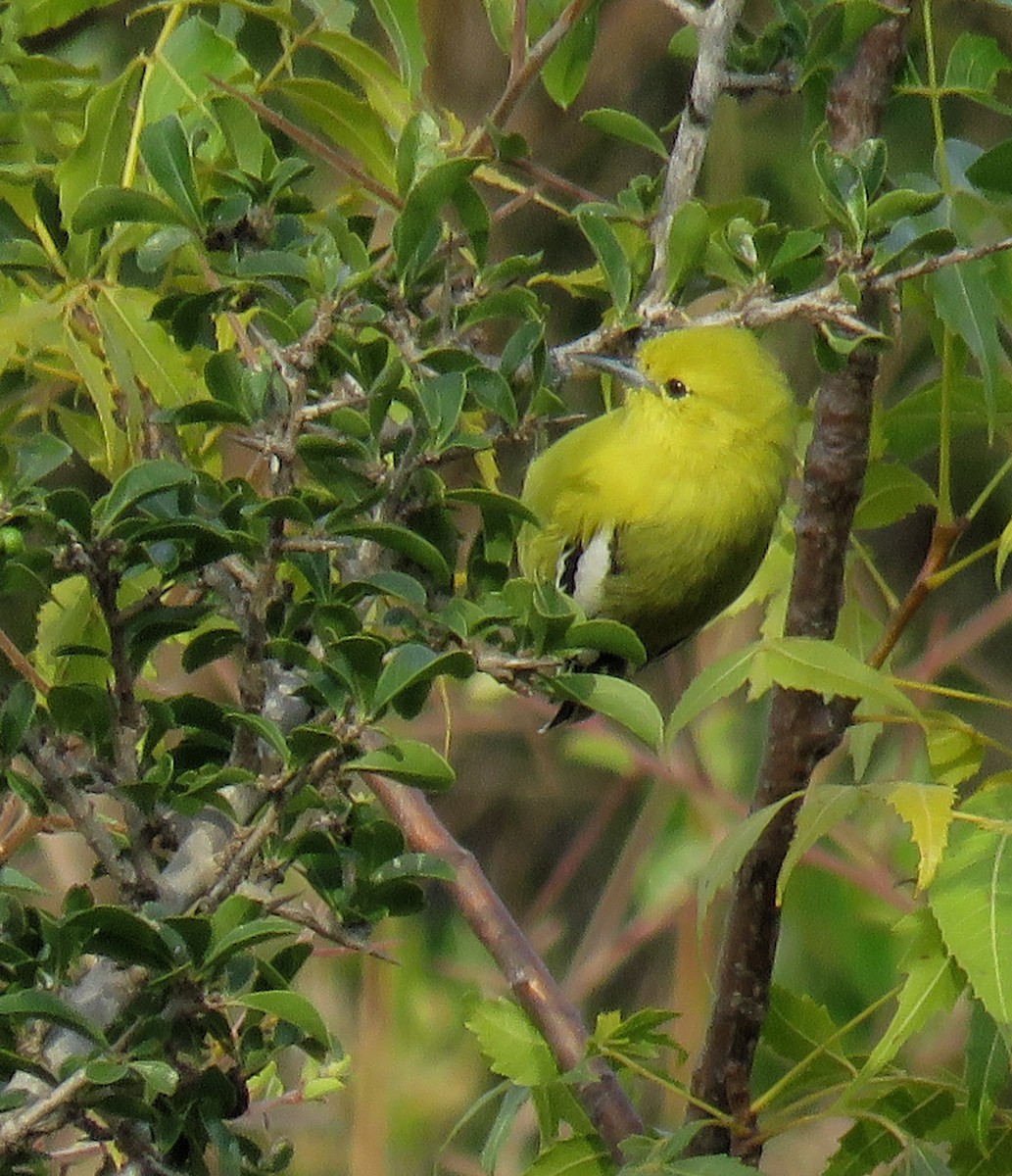 White-tailed Iora - ML281908601