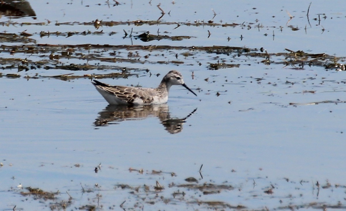 Falaropo Tricolor - ML281910121