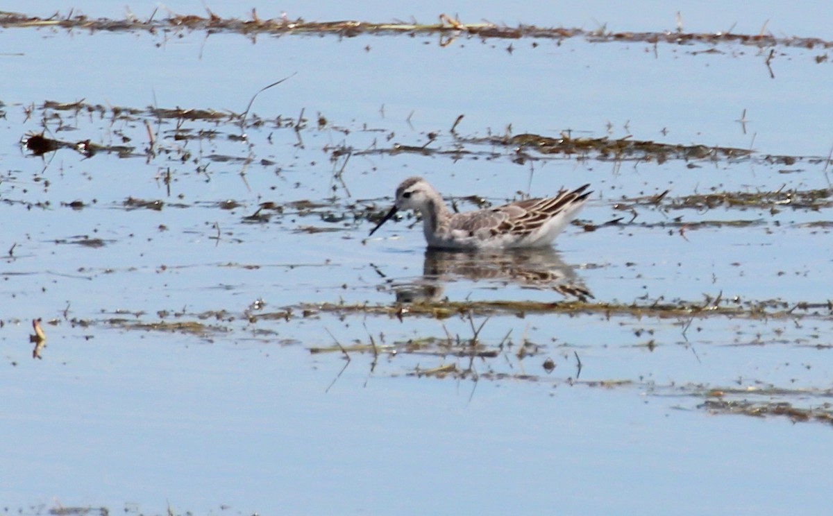 Wilson's Phalarope - ML281910131