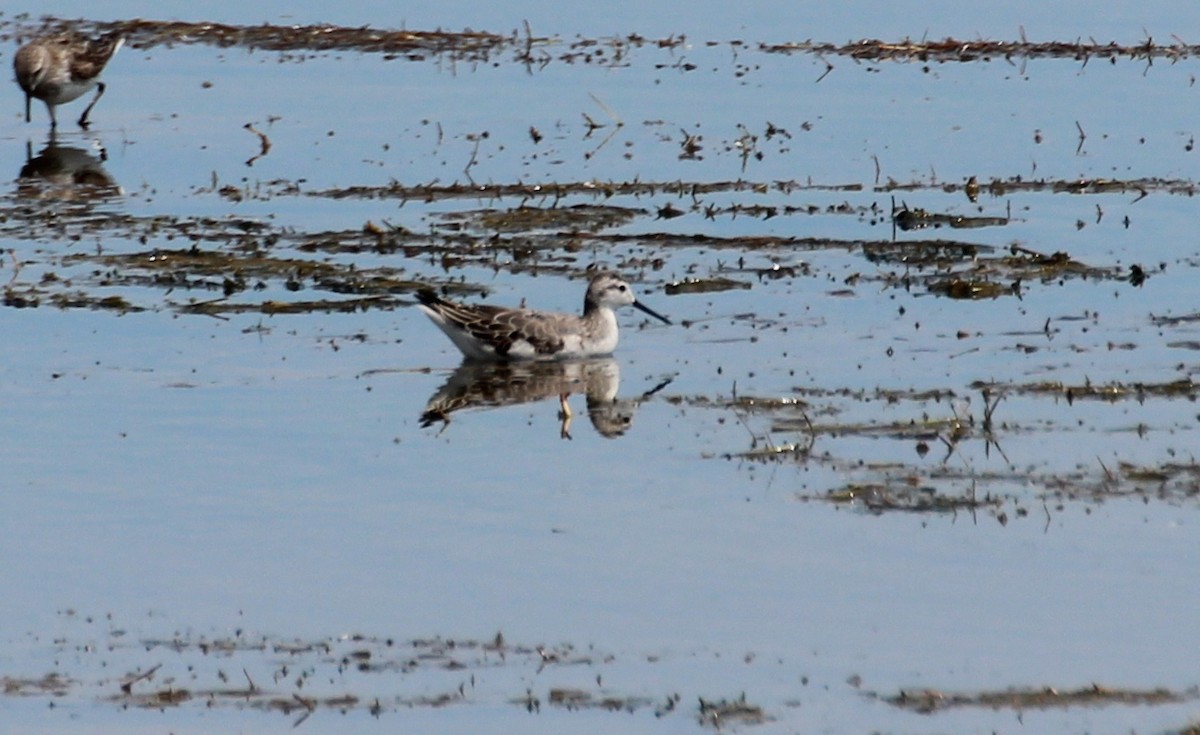 Falaropo Tricolor - ML281910141