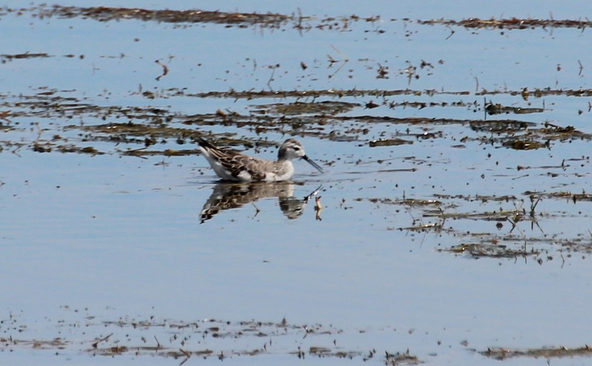 Falaropo Tricolor - ML281910151