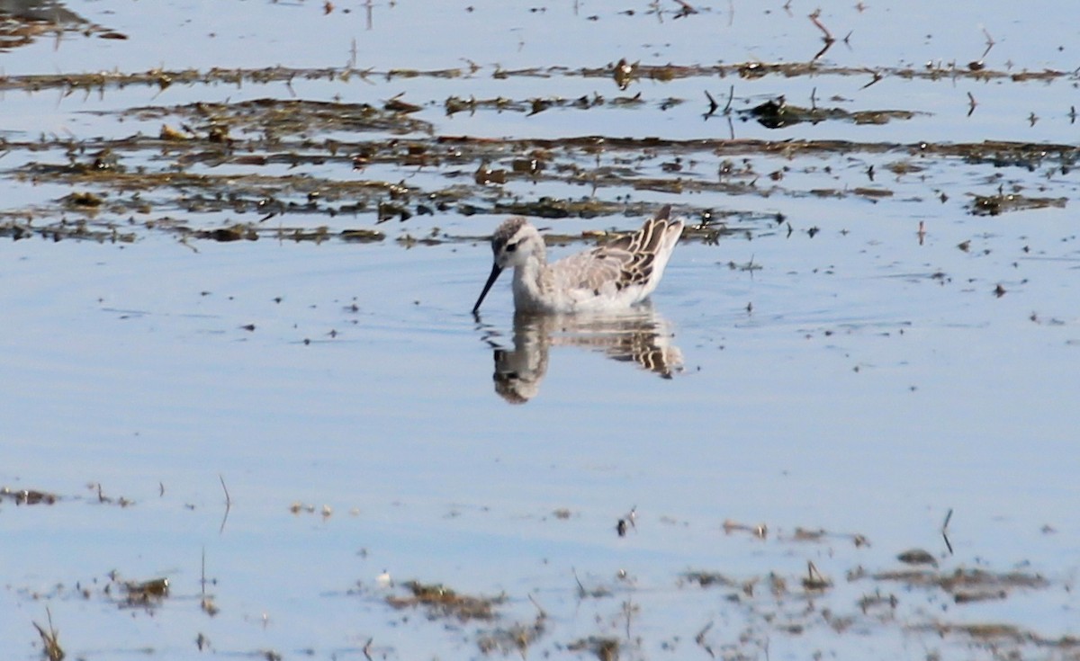 Falaropo Tricolor - ML281910401