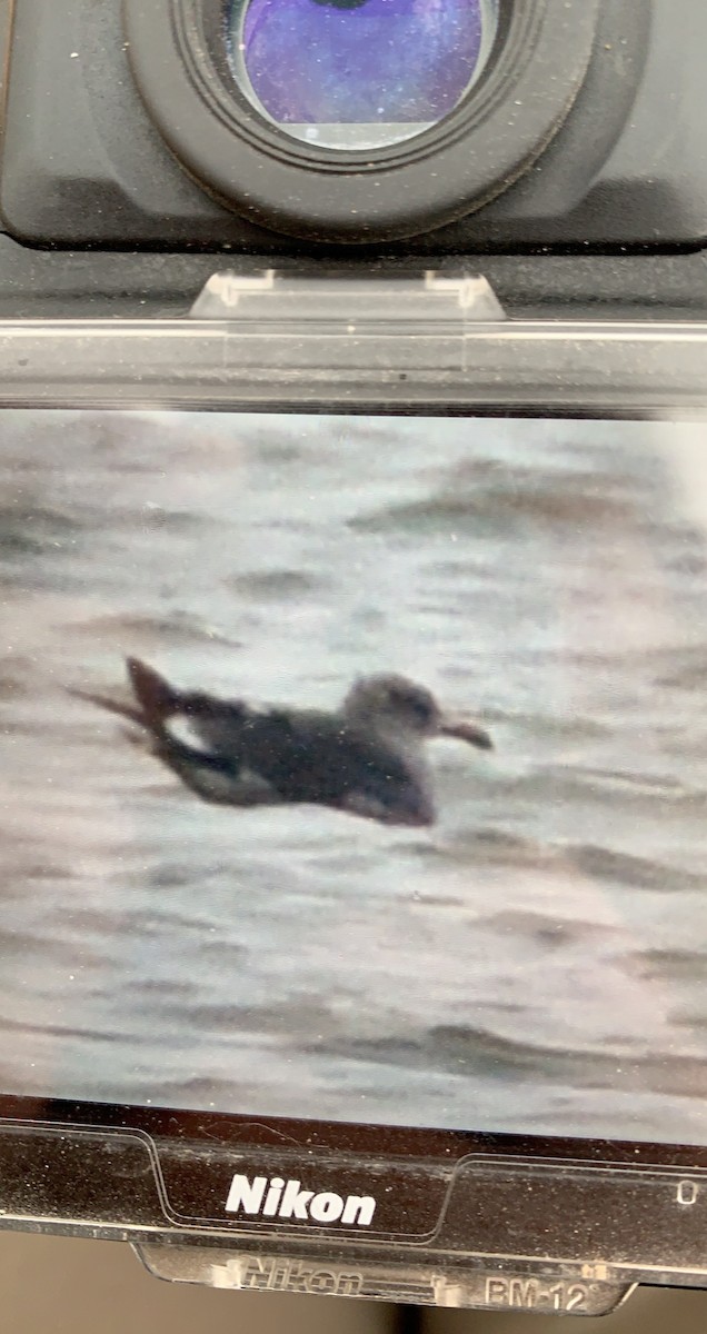 Heermann's Gull - ML281910511