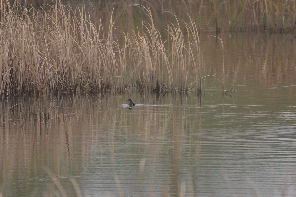 Eurasian Moorhen - ML281910961