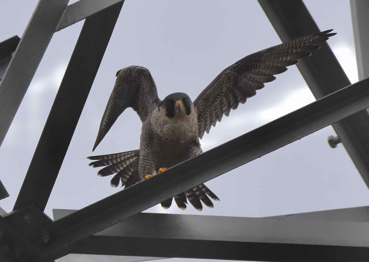 Peregrine Falcon - THIERRY DE BOCK