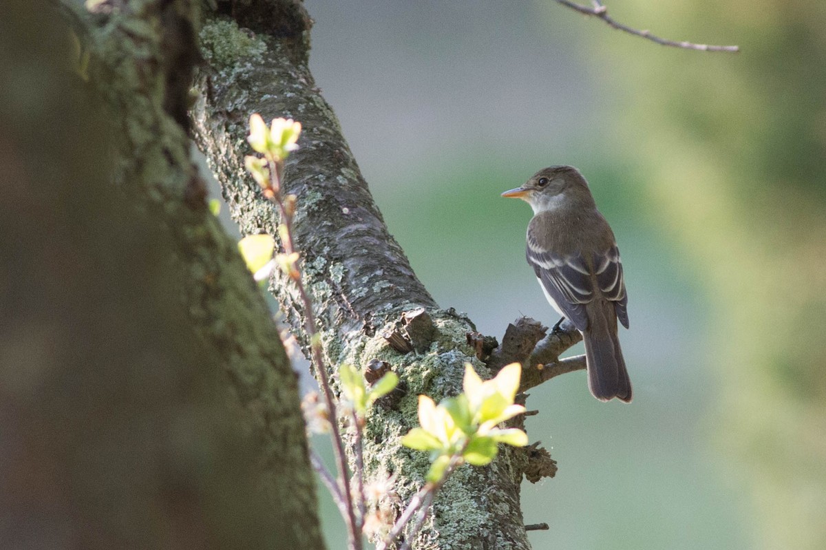 Willow Flycatcher - ML281913971