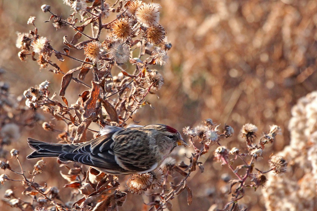 Redpoll (Common) - ML281914961