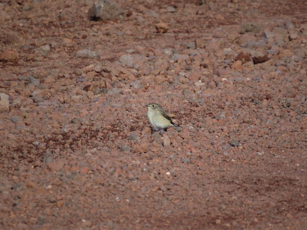 Taiga Flycatcher - ML281915921