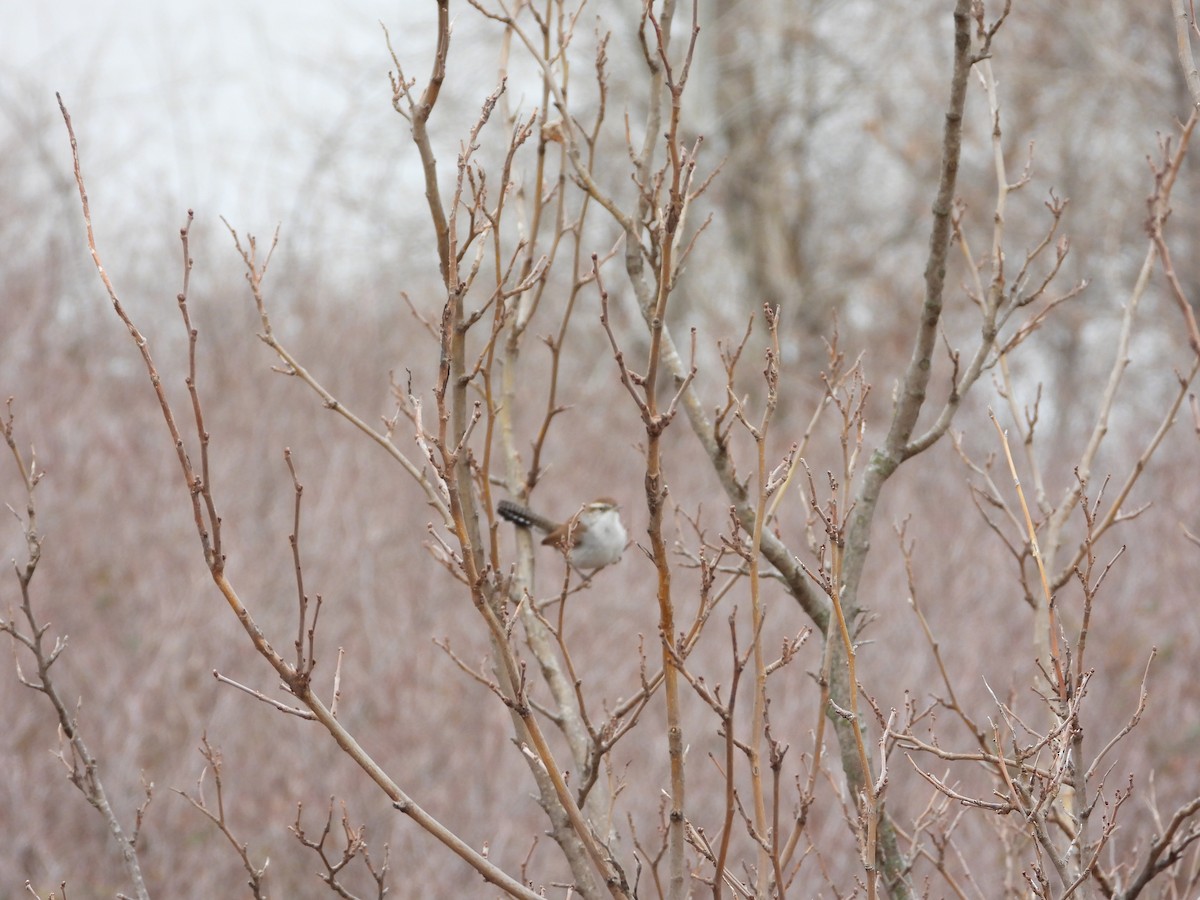 Bewick's Wren - ML281916641