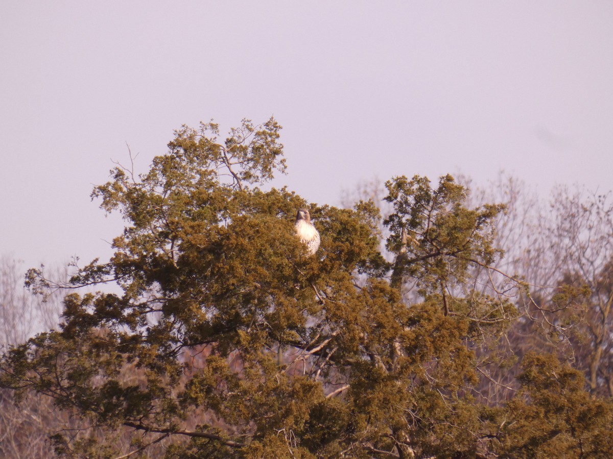 Red-tailed Hawk - ML281916861