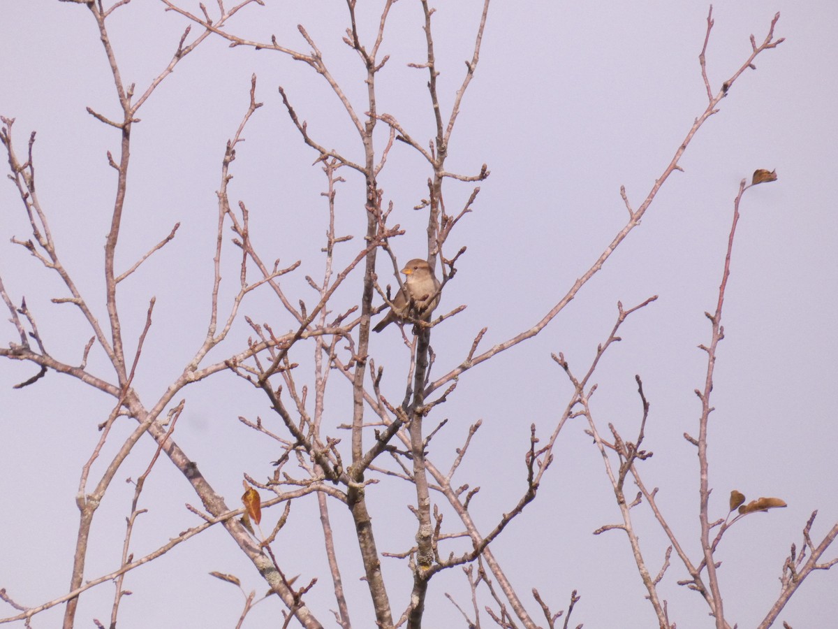 House Sparrow - ML281916981