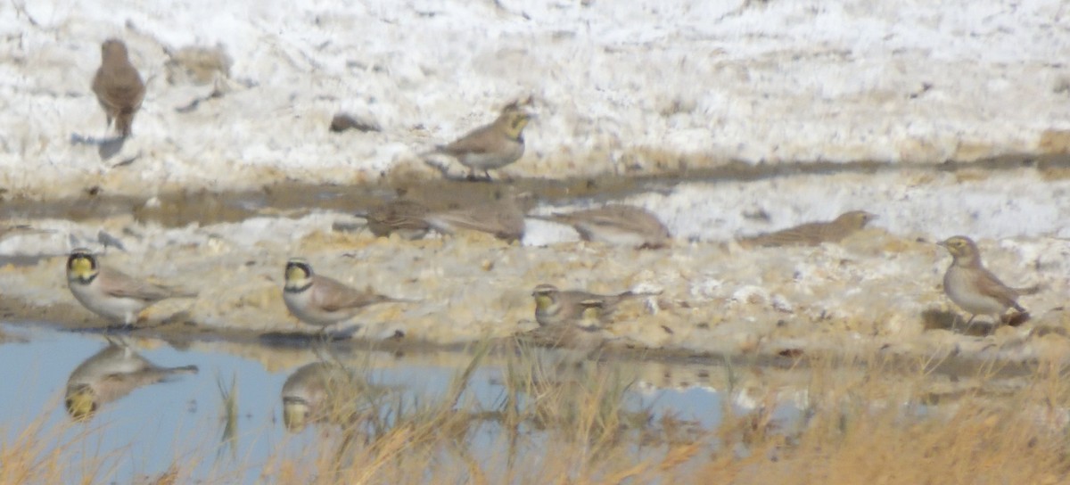 Horned Lark - Merryl Edelstein