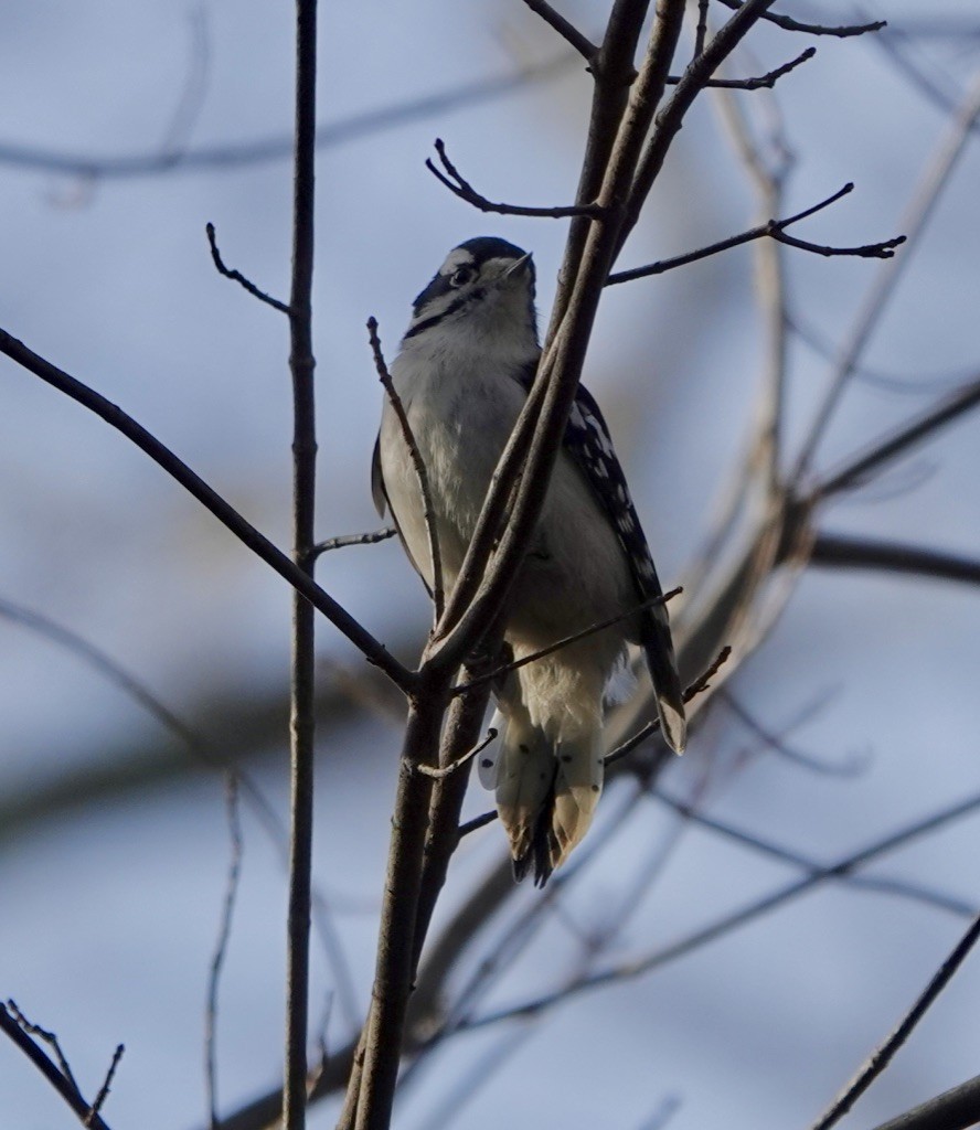 Downy Woodpecker - Deirdre Robinson