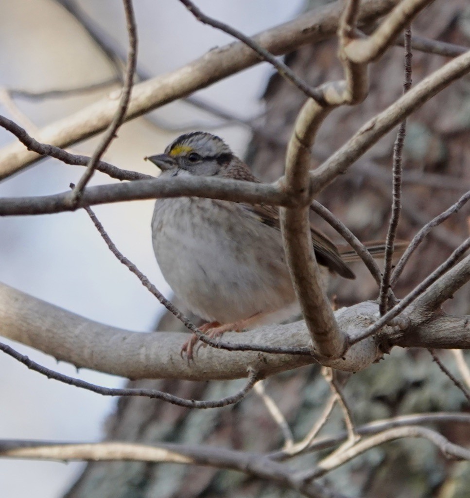 White-throated Sparrow - ML281918741