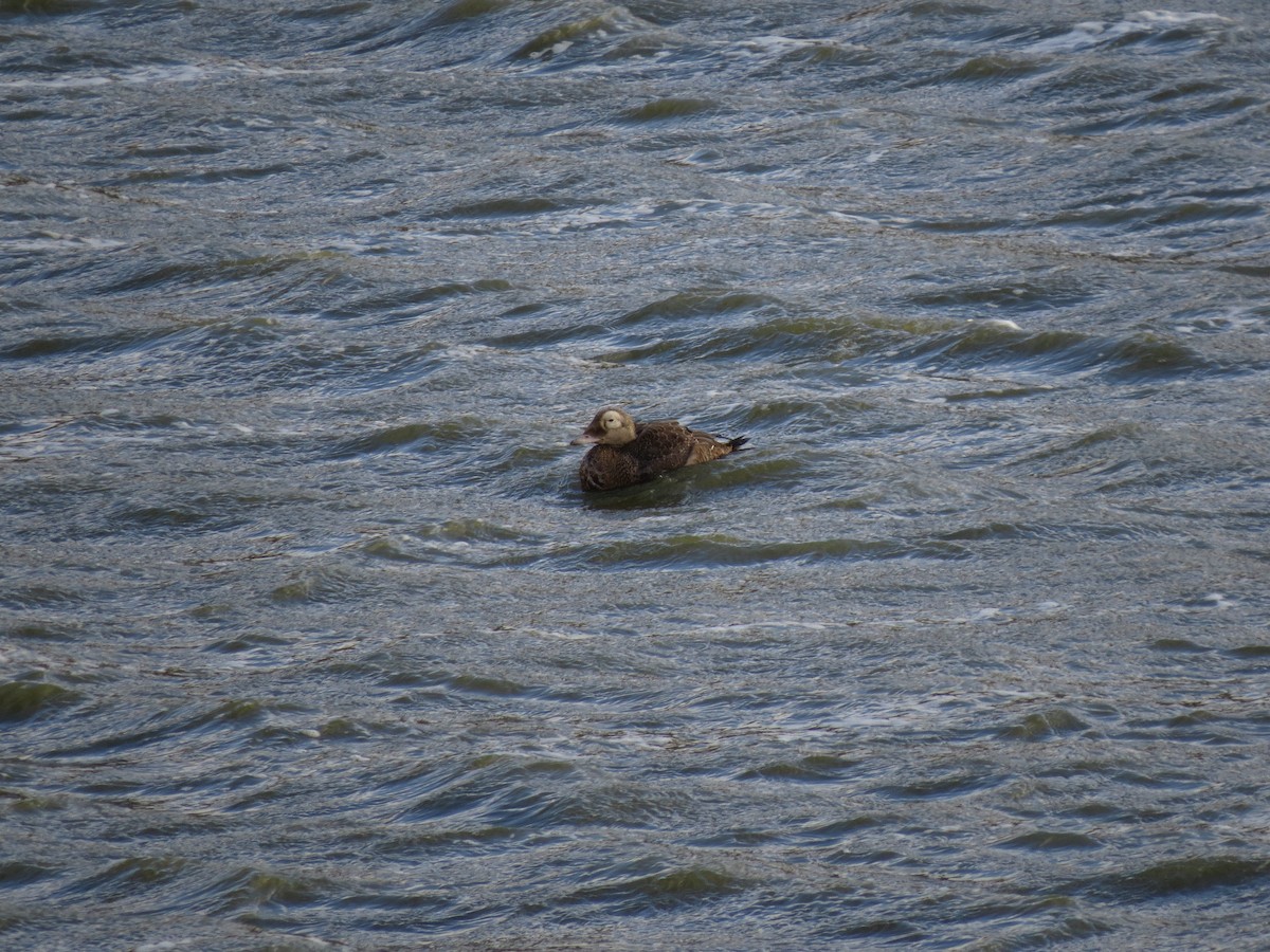 Spectacled Eider - ML281923961