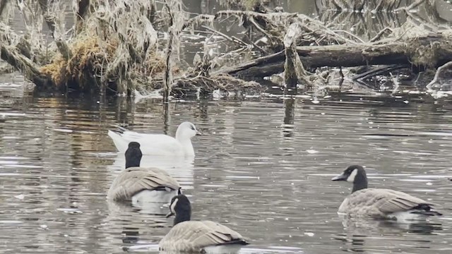 Ross's Goose - ML281924611