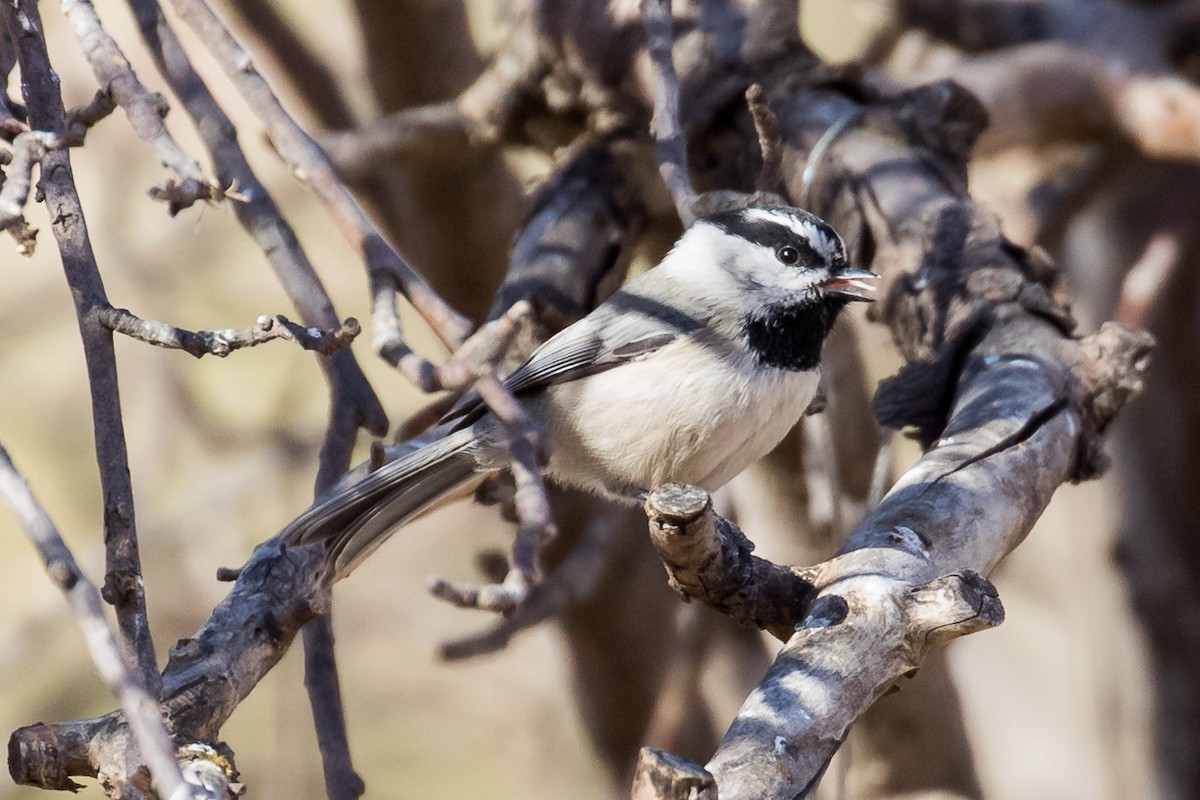 Mountain Chickadee - ML281925531