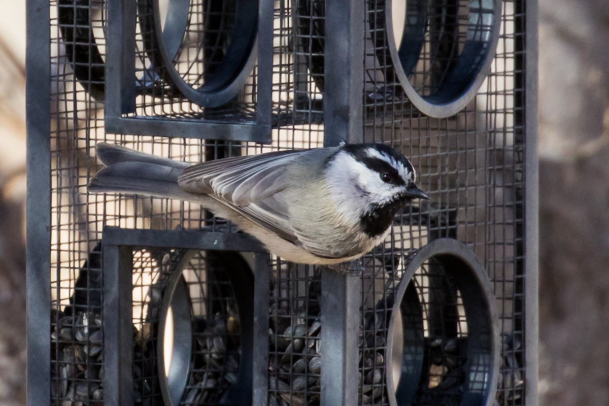 Mountain Chickadee - JC Avena