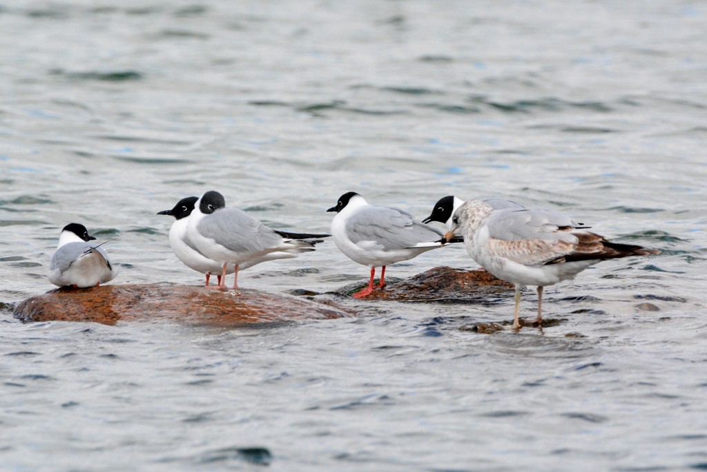 Bonaparte's Gull - ML28192601