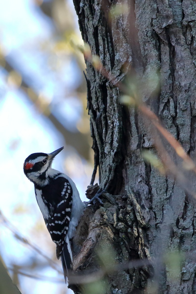 Hairy Woodpecker - ML281926121