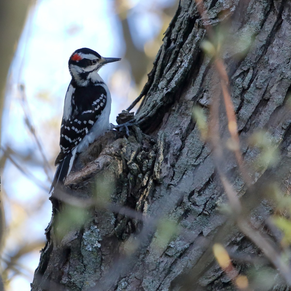 Hairy Woodpecker - Julia Billings