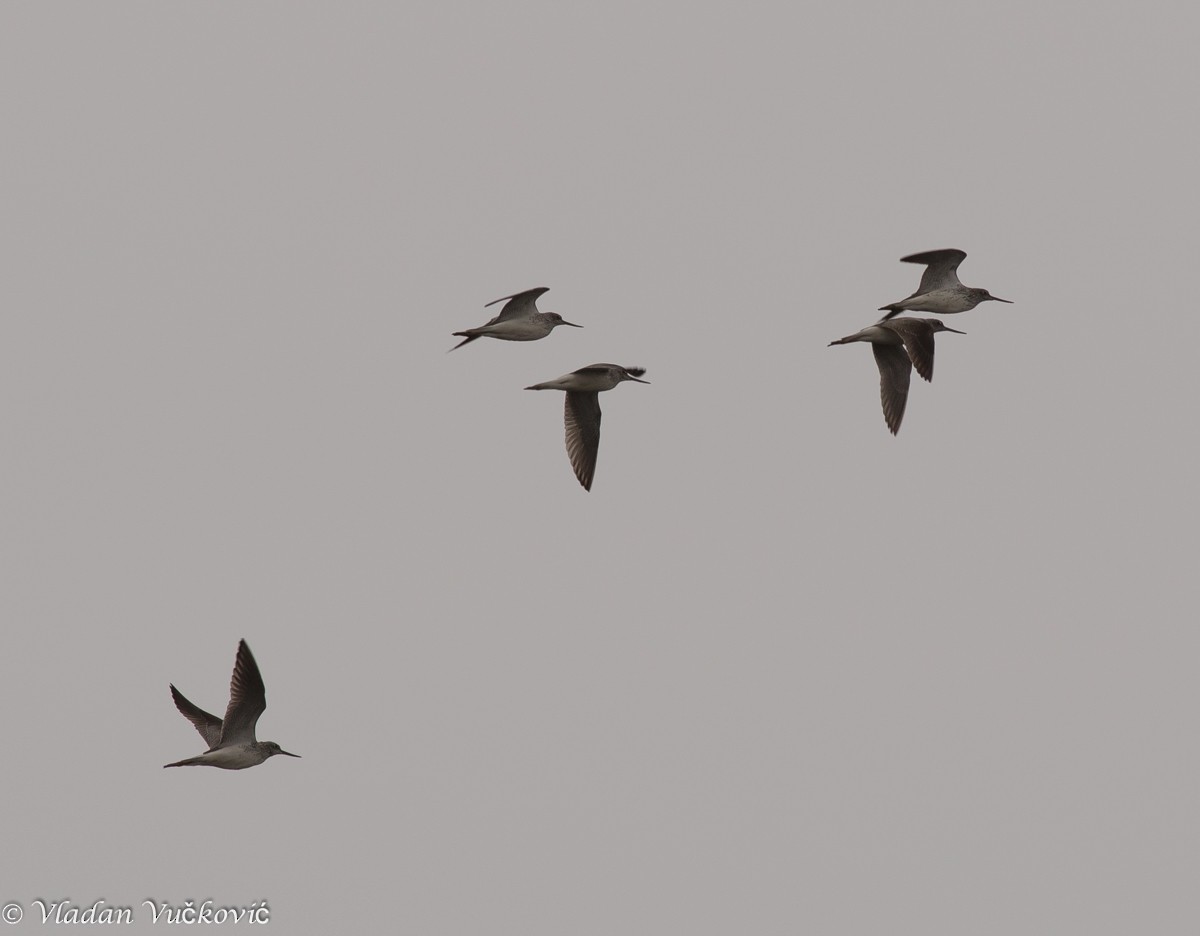 Common Greenshank - Vladan Vuckovic