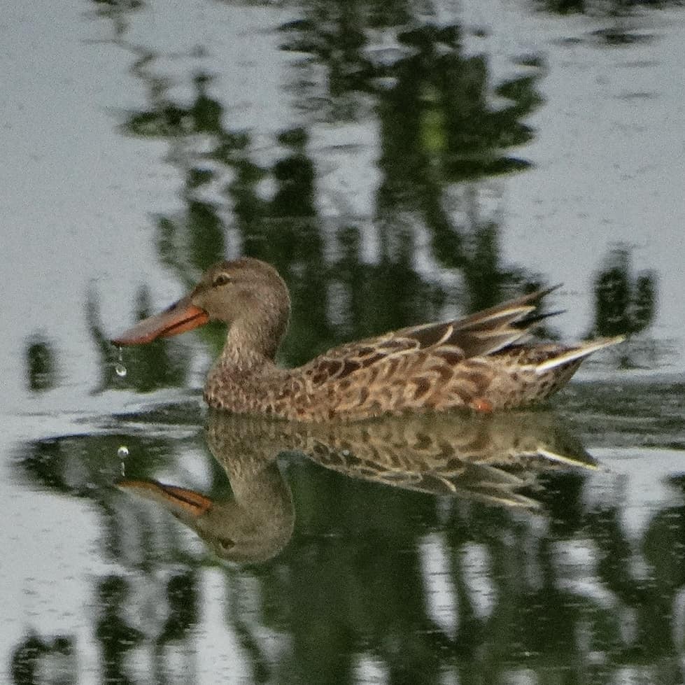 Northern Shoveler - Alejandro Garcia