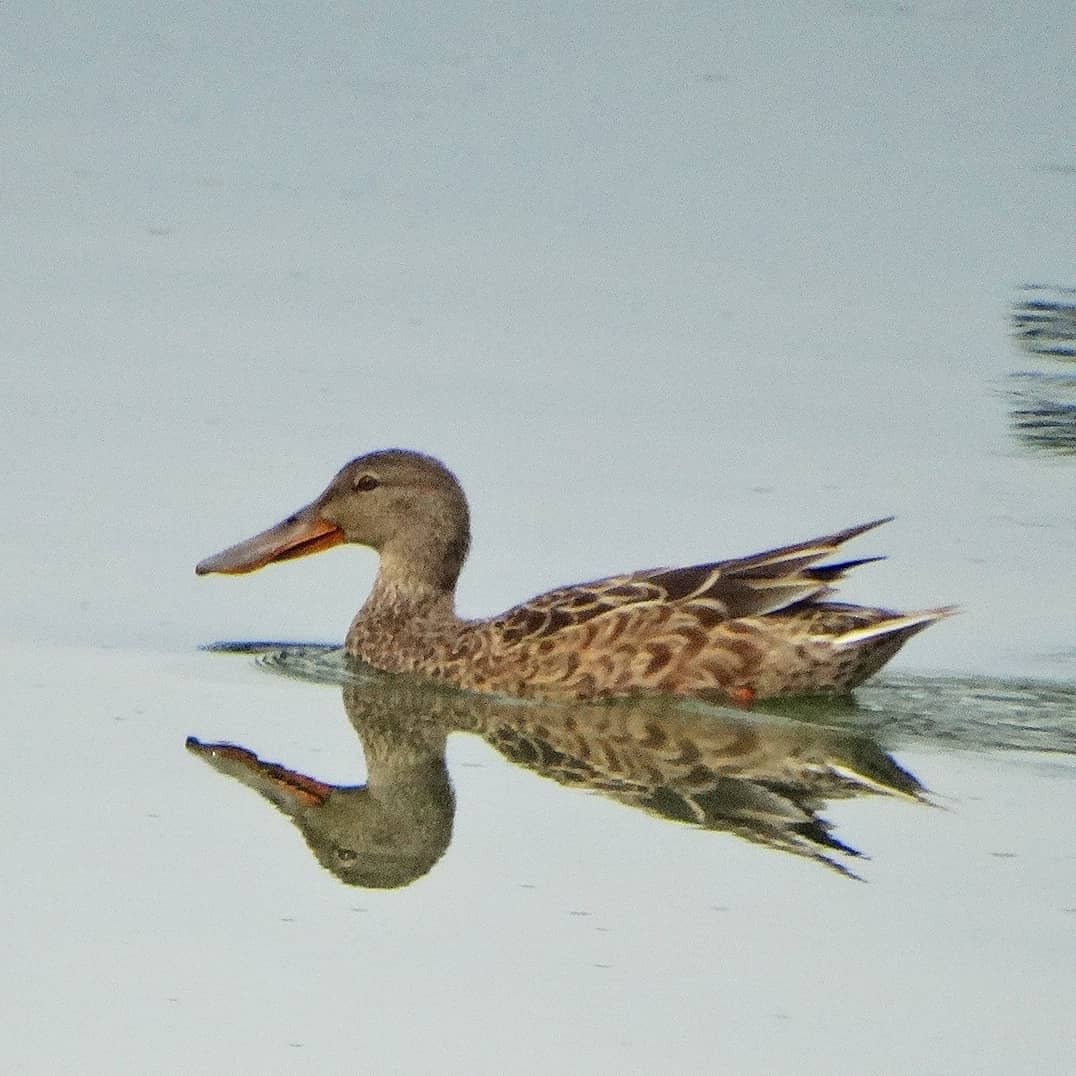 Northern Shoveler - ML281930101