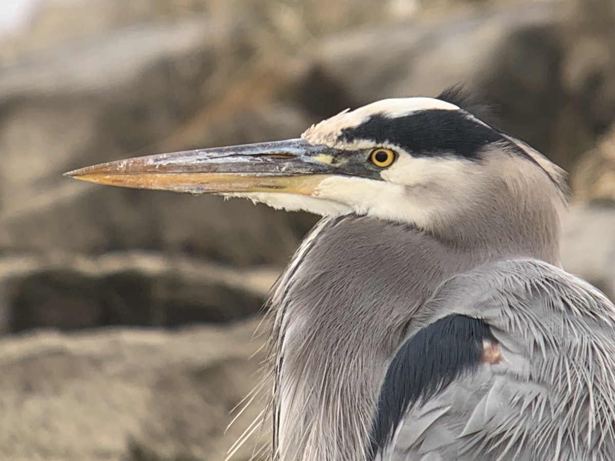 Great Blue Heron - ML281930161