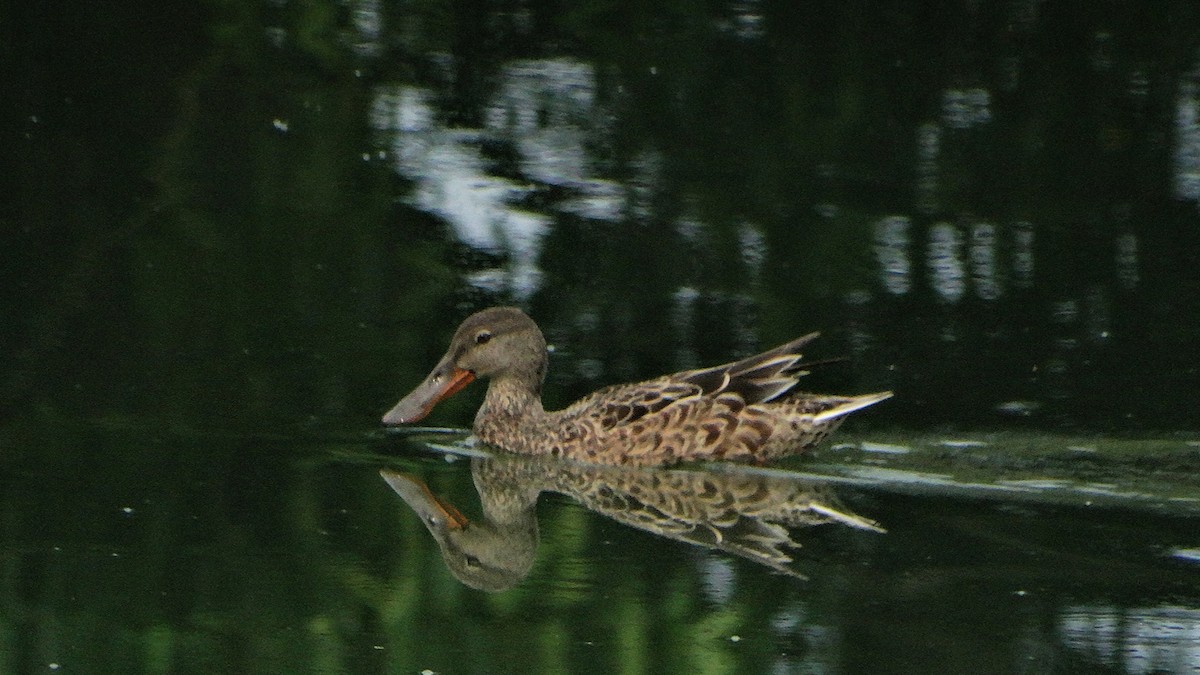 Northern Shoveler - Alejandro Garcia