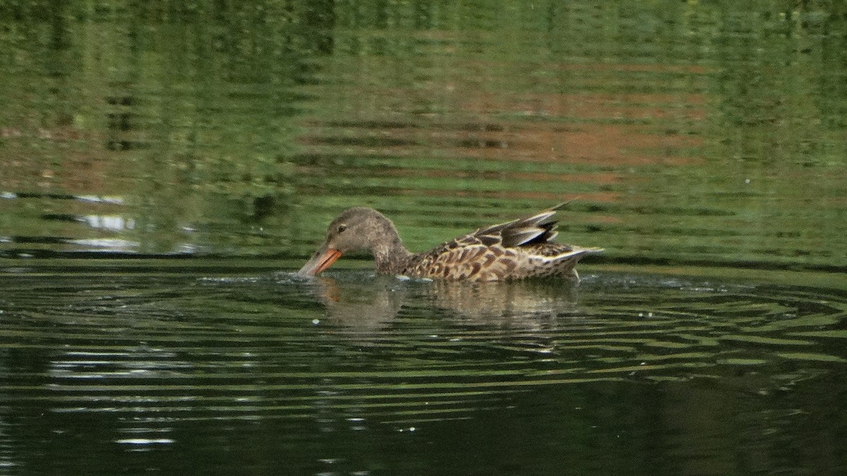 Northern Shoveler - Alejandro Garcia