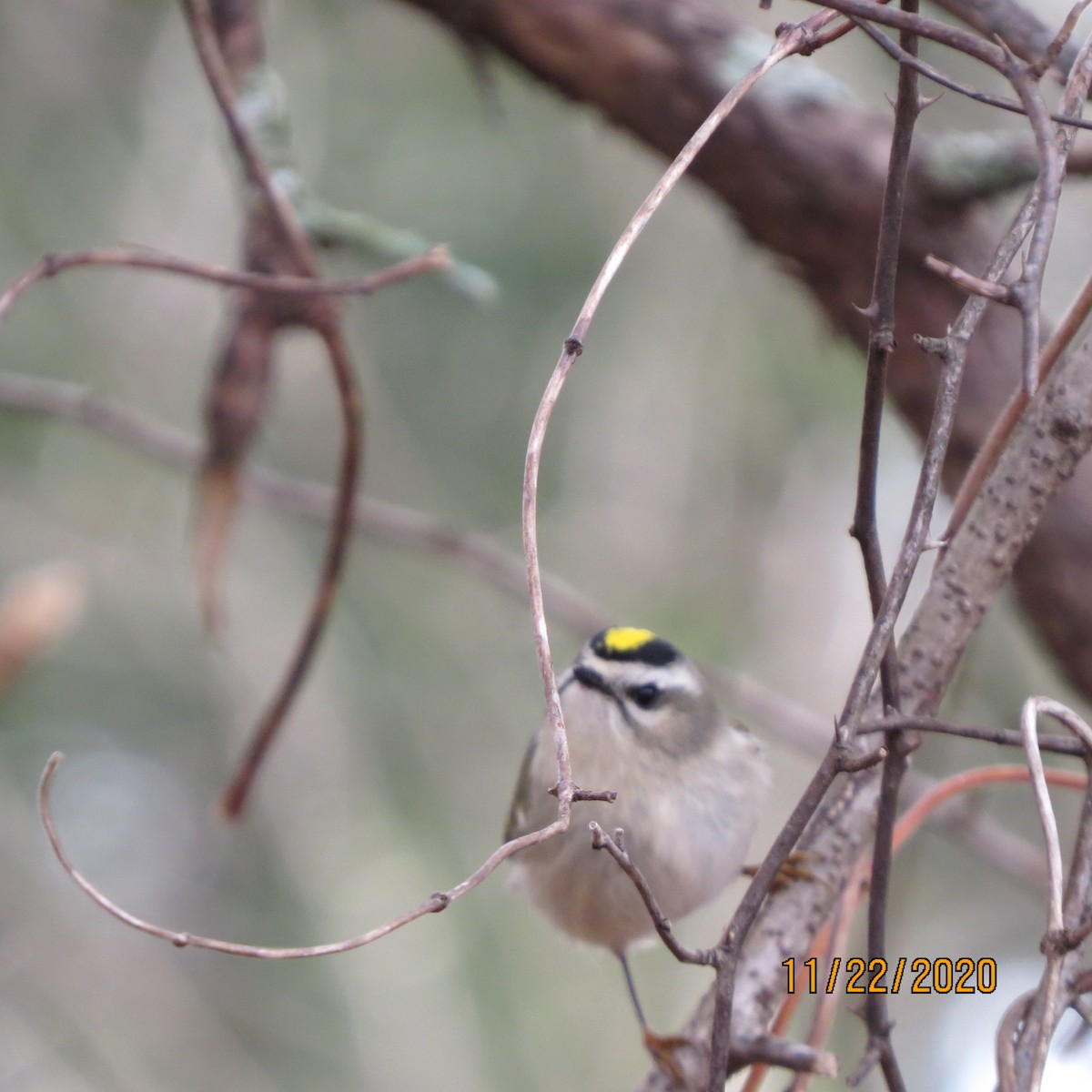 Golden-crowned Kinglet - ML281932891