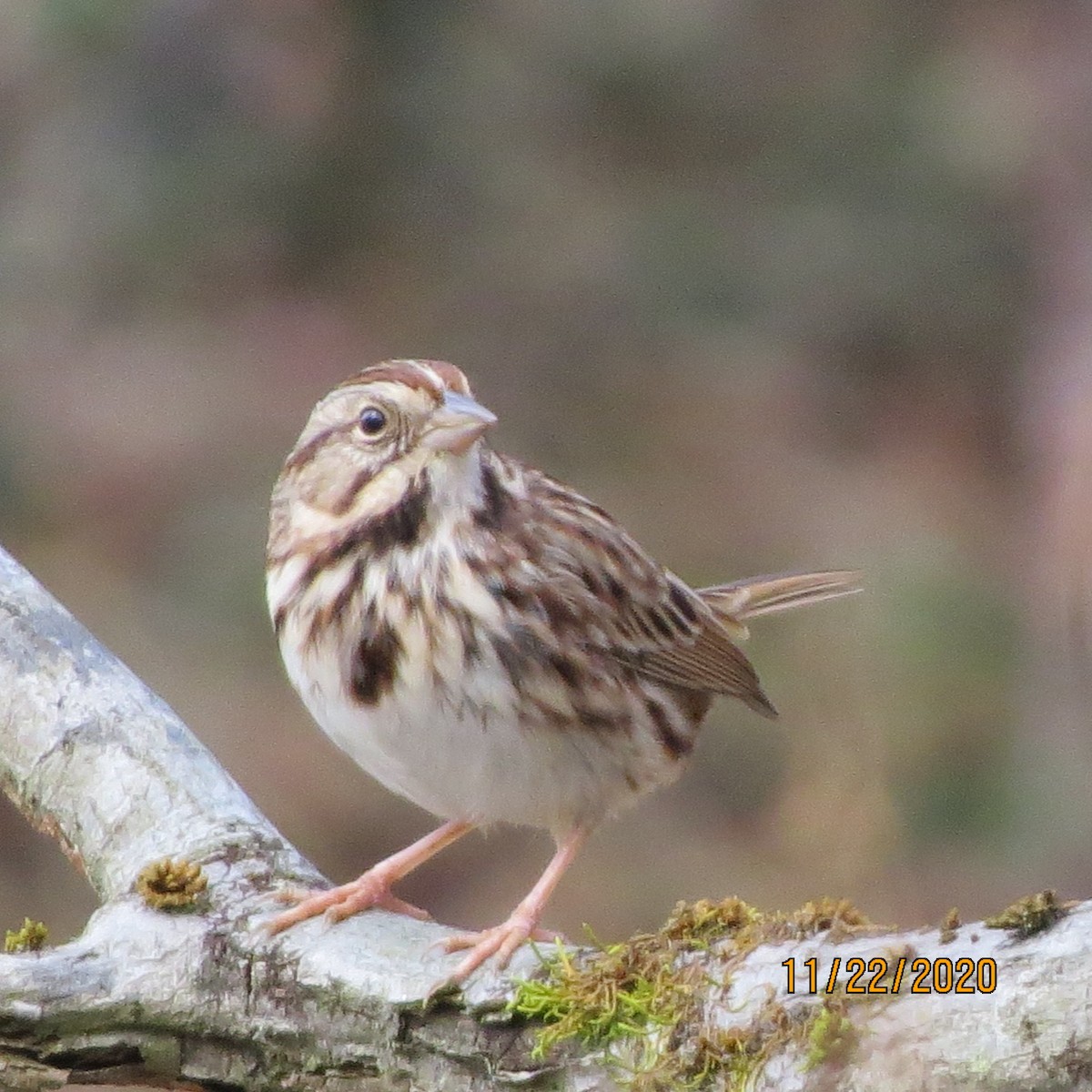 Song Sparrow - ML281932971