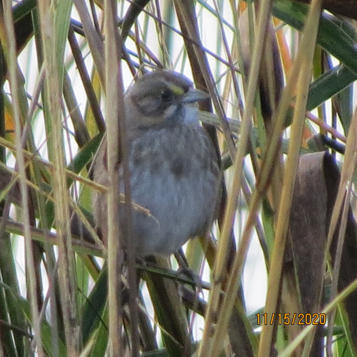 Seaside Sparrow - ML281933671