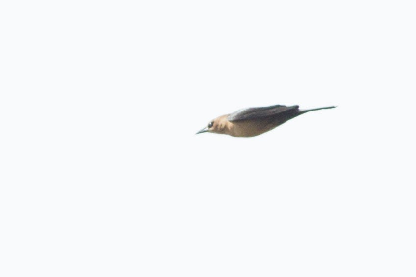 Boat-tailed Grackle - ML281934141