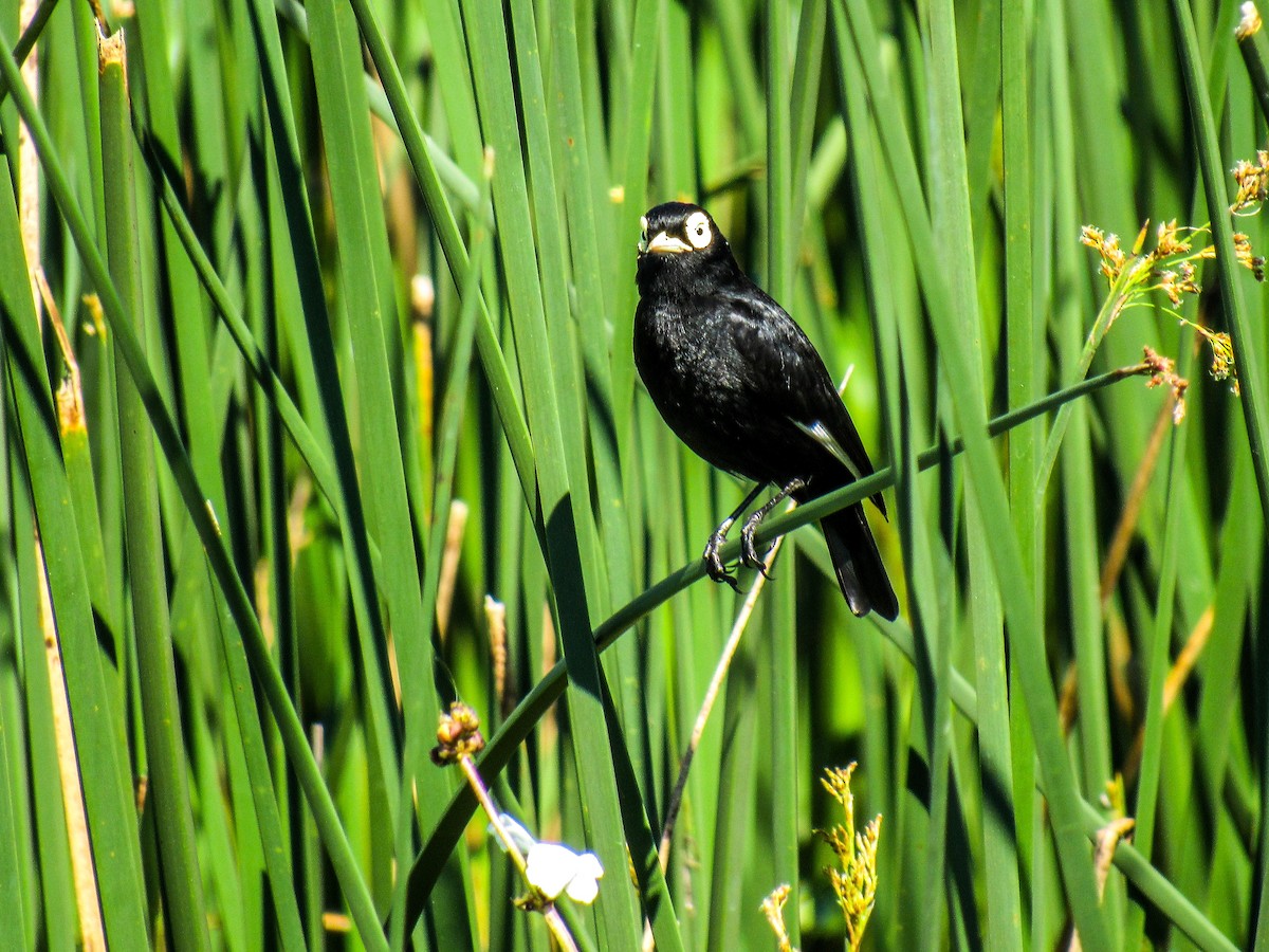 Spectacled Tyrant - ML281935651