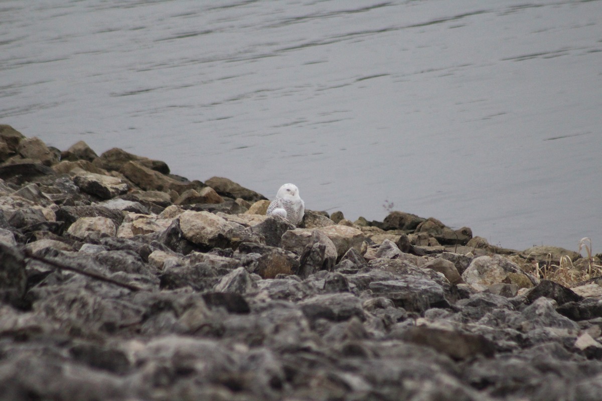 Snowy Owl - ML281935981