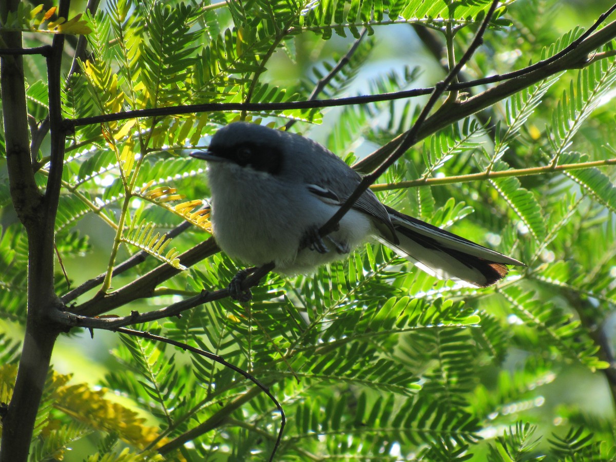 Masked Gnatcatcher - ML281936061