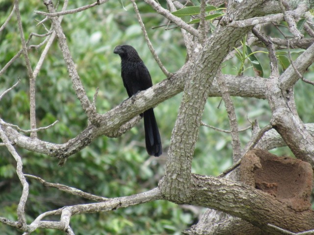 Smooth-billed Ani - Lucas Gaspar