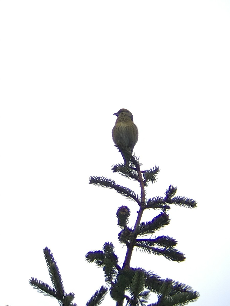 Red Crossbill - Colin Gallagher