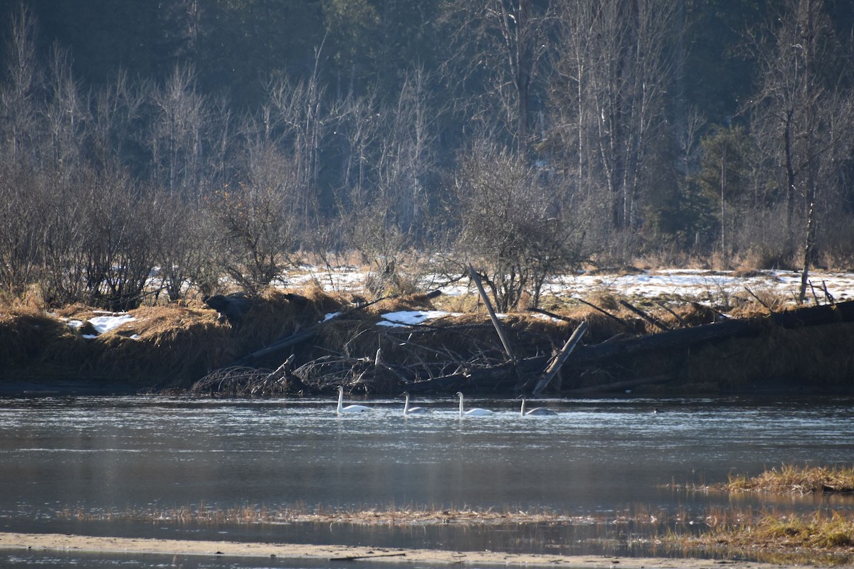 Trumpeter Swan - Leanne Mentz