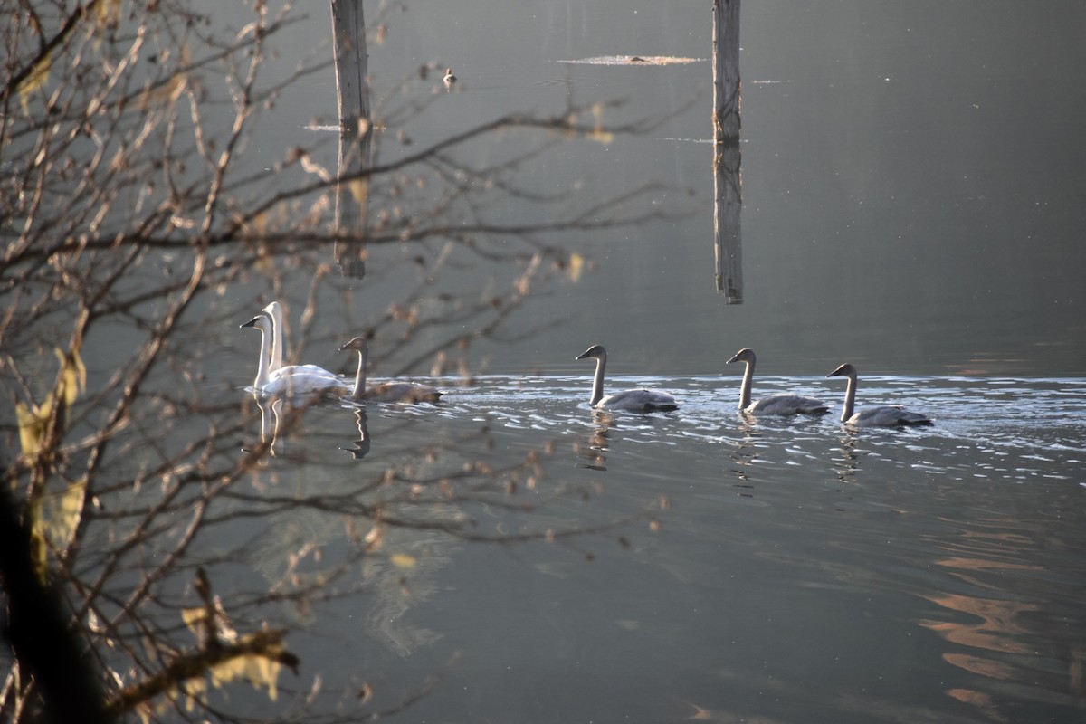 Cygne trompette - ML281940231