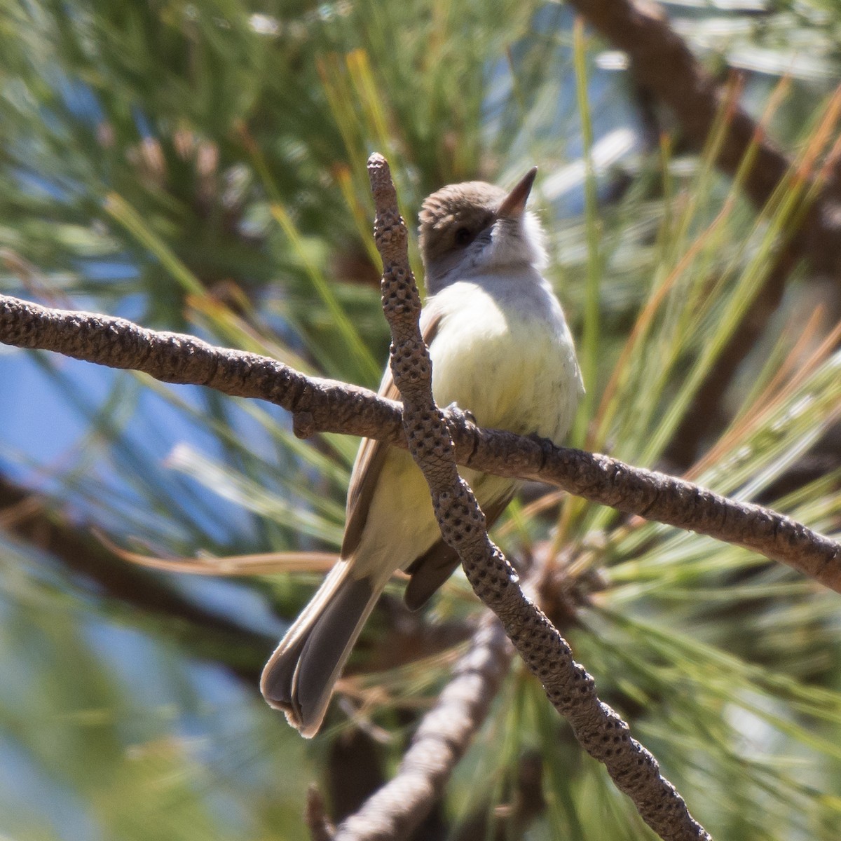 Dusky-capped Flycatcher - Gordon Karre