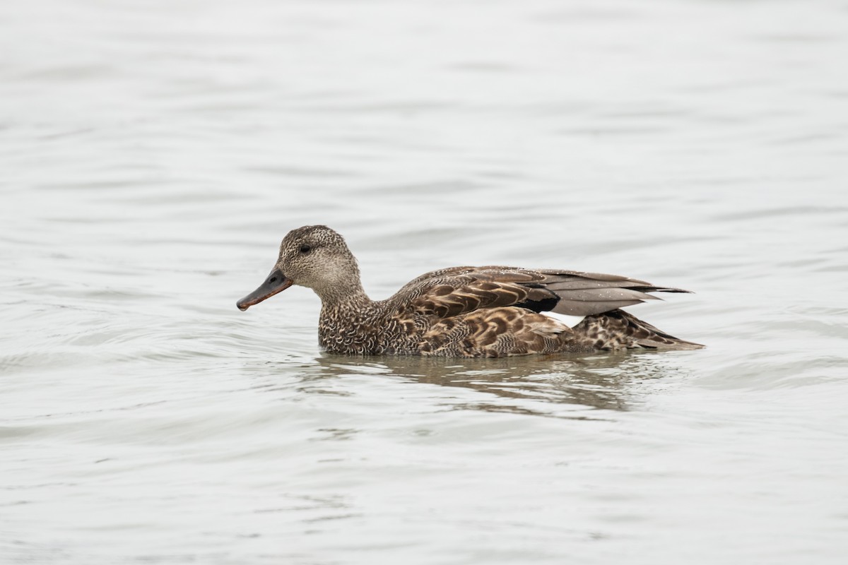 Canard chipeau - ML281941841