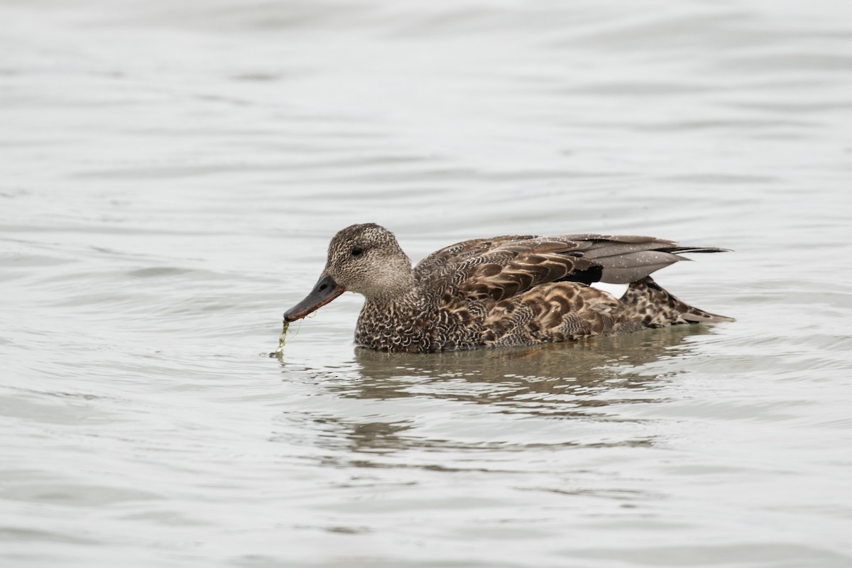 Canard chipeau - ML281941881