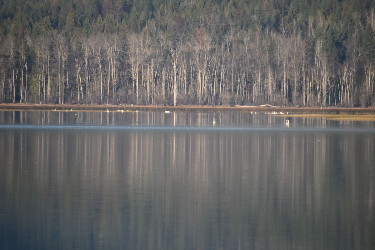 labuť trubač/labuť malá - ML281943451