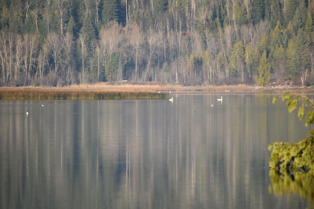 Cygne trompette ou C. siffleur - ML281943561