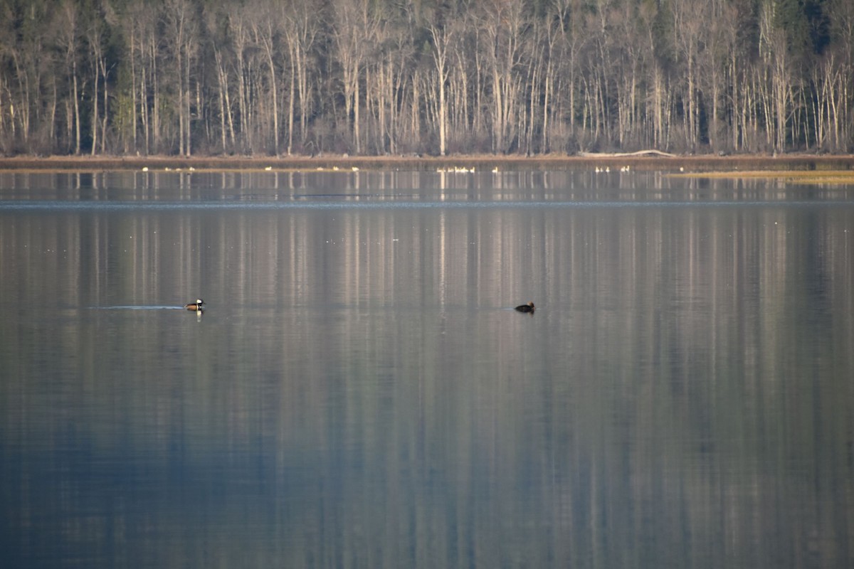 Hooded Merganser - Leanne Mentz