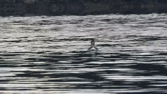 Common Loon - ML281943991