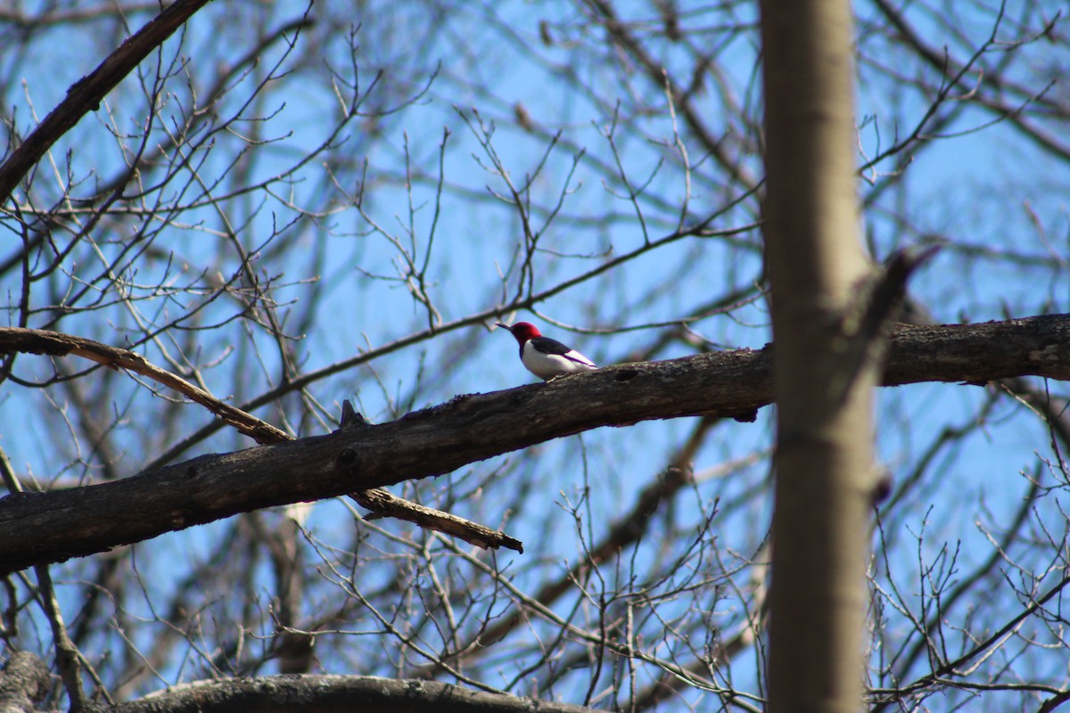 Red-headed Woodpecker - ML28194491